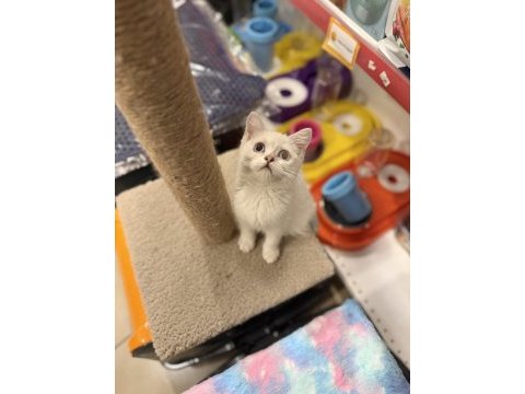 British shorthair iki aylık