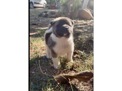 Amerikan akita köpeği