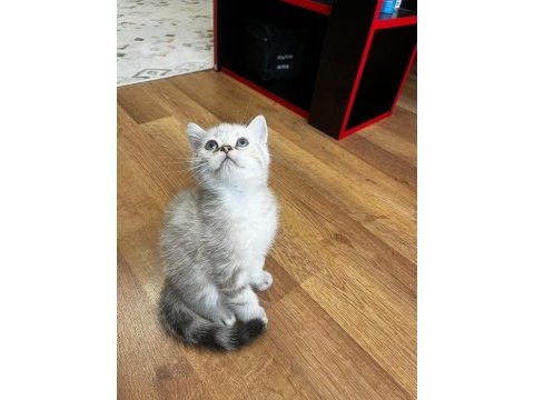 Konya merkez british shorthair silver