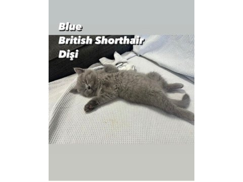 Safkan british shorthair 2 aylık yavrular