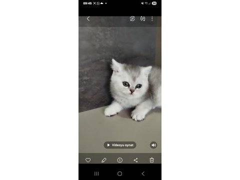 British shorthair yavrularımız yeni yuvalarını arıyor