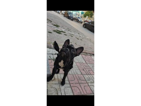 Erkek french bulldog