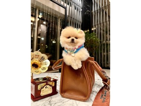 Prenses pomeranian kızımız mia