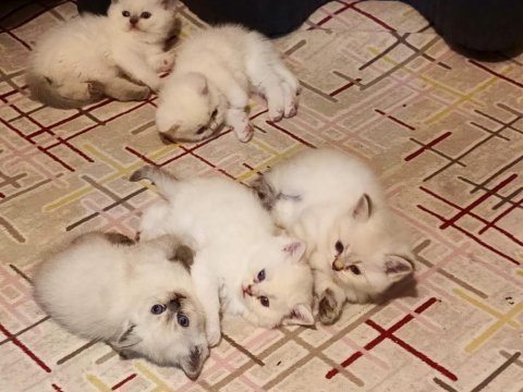 6 adet british blue point ve shorthair bebek