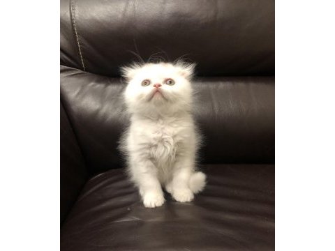 Safkan scottish fold - longhair