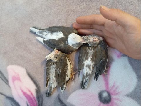 30 günlük sultan papağanı yavrular ve anaçlar