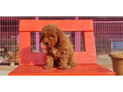 Poodle en özel yavrular