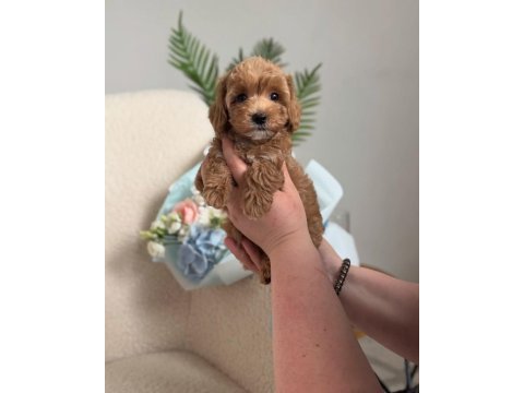 Şirin maltipoo bebeklerimiz yeni yuvasını arıyor