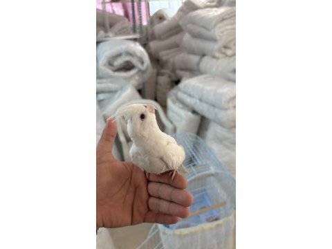 2 buçuk aylık sultan papağanı büyük kafesi acil