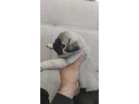 Bakımlı pug yavrular