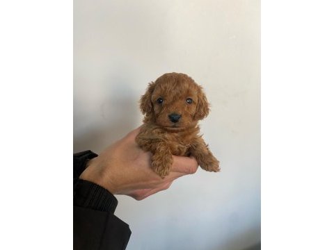 Tatlı toy poodle bebeklerim