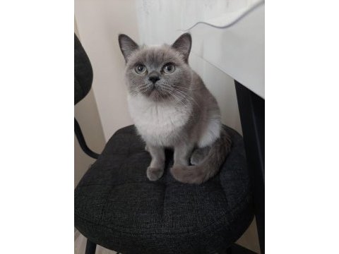 British shorthair sahiplendirilecek yuva arıyoruz