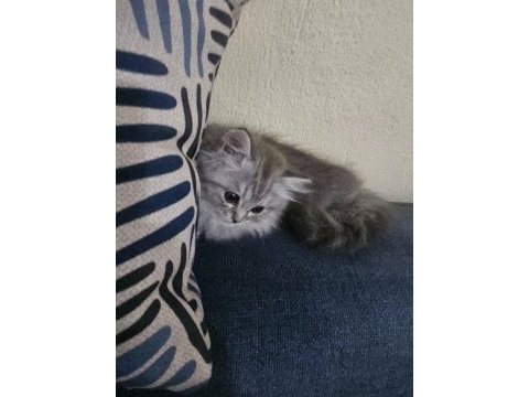 2,5 aylık british longhair yavrular