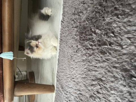 Minnoş persian