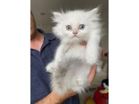 British longhair yavrularımız yeni ailelerine gitmeye hazır