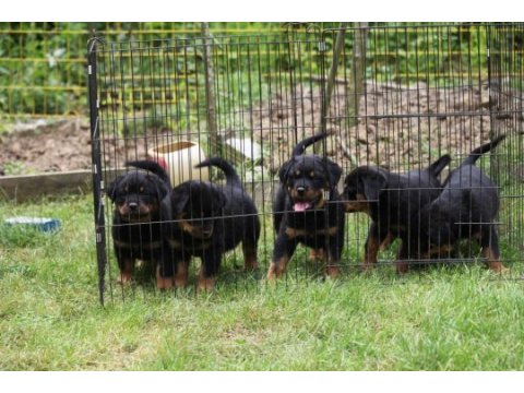 Şecereli şampiyon rottweiler yavruları