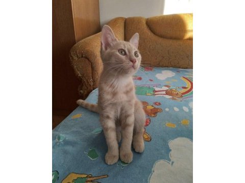 3 aylık iki güzel minik kedimiz yuva arıyor