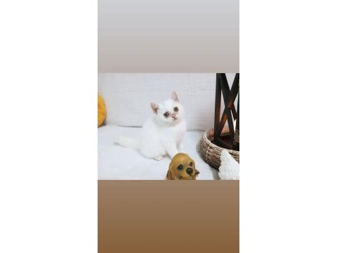 British shorthair ve scottish 2.5 aylık yavru