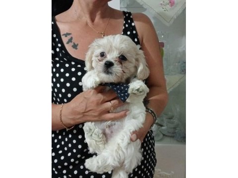 Biz çok tatlı köpekleriz