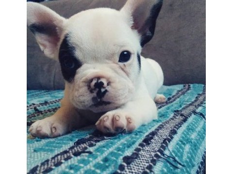 French bulldog yavruları