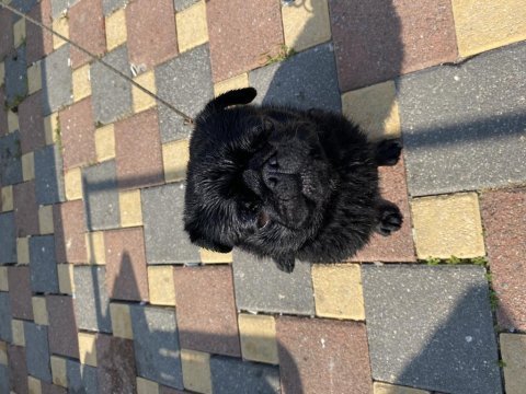 2 yaşındaki yakışıklı pug oğlumuz browni