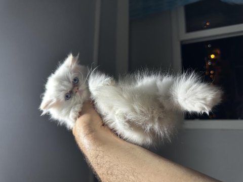 3 aylık chinchilla dişi