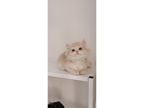 Özel renk chocolate golden british longhair