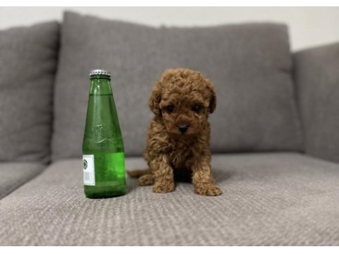 Tea cup dişi toy poodle yavrumuz