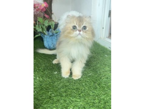 British longhair erkek (kısır)