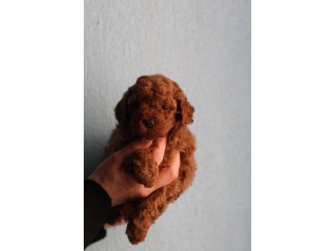 Toy poodle yavrular