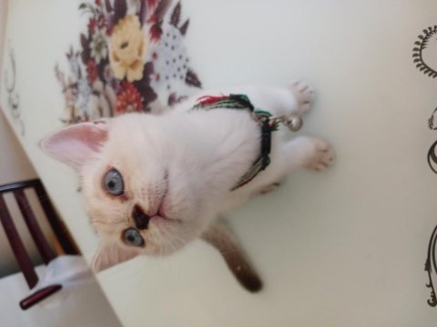 Acil sahiplendirme british shorthair