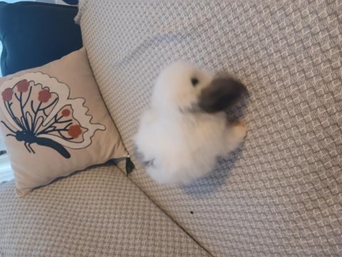Hollanda lop yavru erkek tavşan
