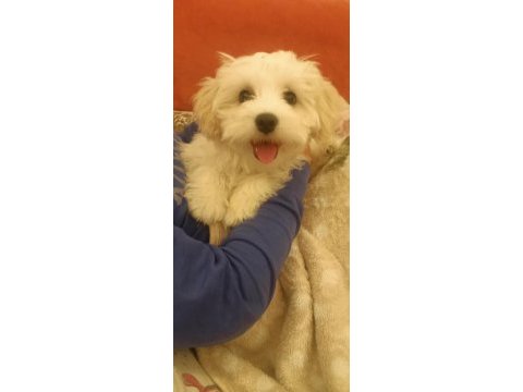 3 aylık maltese kızım linda