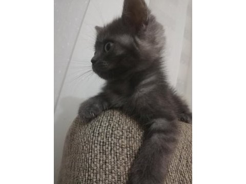 2 aylık british longhair