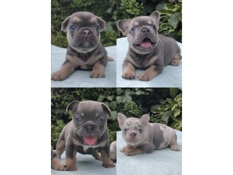 Isabella ve fluffy taşıyıcı favori renklerde bebek köpekler