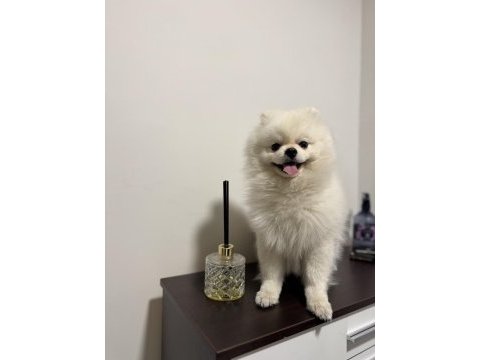 13 aylık pomeranian