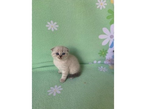 Scottish fold blue point ayı surat yavru