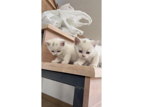 3 dişi 1 erkek british shorthair