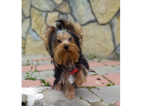 Yorkshire terrier ve biweryork yavrular