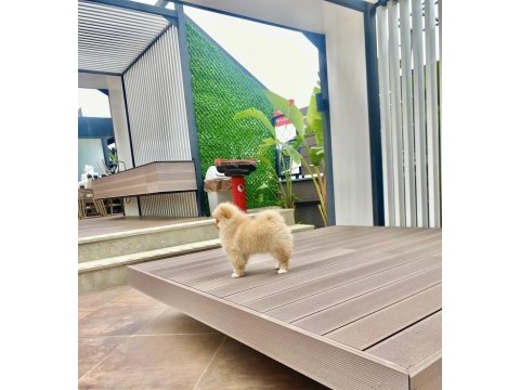 Dişi pomeranian boo yavrumuz