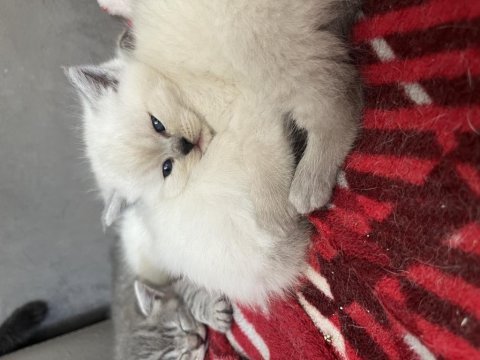 Erkek dişi kedimiz mevcuttur