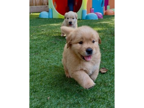 Ev ve bahçeniz için golden retriever kapıda ödeme mevcuttur