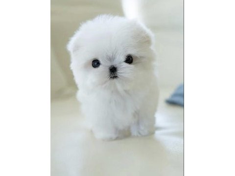 Kore maltese terrier 0 boy leo