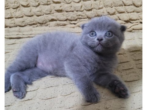 Top kafa scottish fold