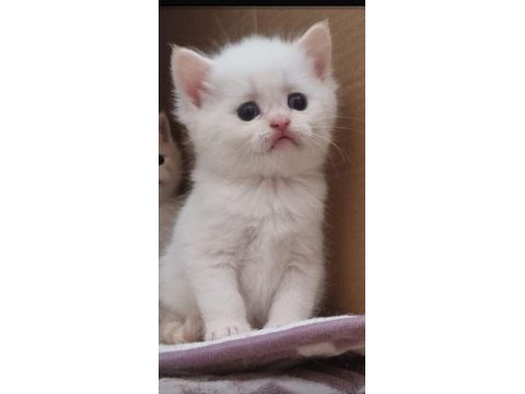 Beyaz british shorthair yavrum sahibini arıyor