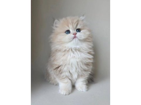 Dünya güzeli kusursuz bebek ay golden british longhair 