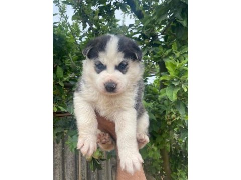 Sibirya husky yavrularımız