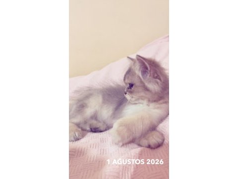 2 buçuk aylık british longhair bebek