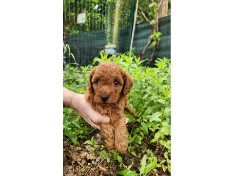 A kalite toy poodle yavrularımız
