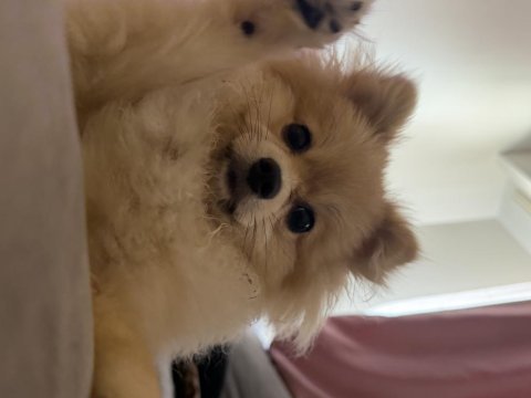 7 aylık dişi pomeranian